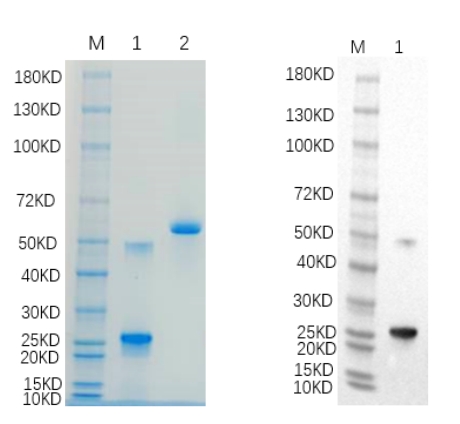 Reducing 4%-20% SDS-PAGE (CBB stained) and WB (Anti-His Mouse Monoclonal antibody) analysis profiles of purified ITM2A.
1. ITM2A: 1 μg
2. BSA: 1 μg